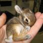 Baby Bunny