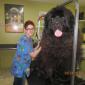 Biggest Dog Ever