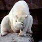 Polarbear Facepalm