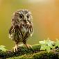 Baby Owl