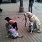 Helluva well trained dog.