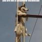 Dog, Get Down From There
