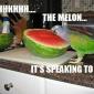 The Melon