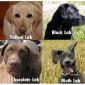 Labs