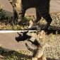 Cat's Are Bullies