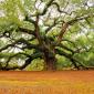 1400 Year Old Tree