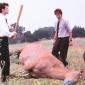 What To Do With A Dead Horse