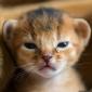 Kitten Convinced He's A Lion