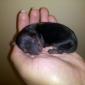 Baby Yorkie