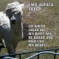 Emo Alpaca Says