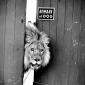 Beware of Dog