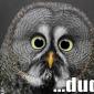 Dude