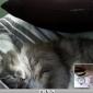 Just a cat iChatting a dog...