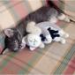 Inception Cat