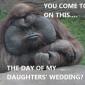 Don of the Apes!