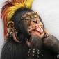 Punk Chimp
