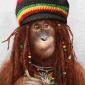 Rasta Orangutang