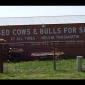Used Cows & Bulls