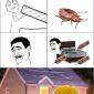 Bed Bugs