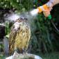 Wet Owl