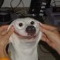 Happy Dog
