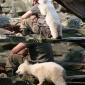 Polar Bear & Keeper