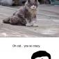 Dead Cat?