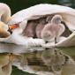 Baby Swans