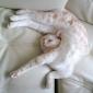 Broken Cat
