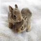 Cute Fuzzy Bunnies