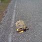 Silly Turtle, You Don't Have A CD Player