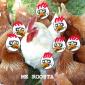 Chicken in a henhouse