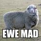 Ewe Mad