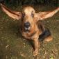 Big Ears