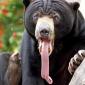 Bear Gusta