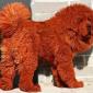 Expensive Dog