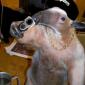 Compton Ant Eater