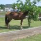 Can You See The Horse?