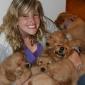 A Few Golden Retrievers