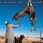 Pleased to meet you flying camel.