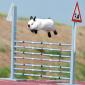 Bunny Hurdles