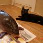 Holy Carp!