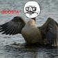 Me Goosta