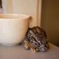 Baby Jackrabbit