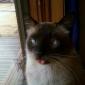 Derp Cat