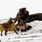 Eagle vs Fox