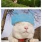Hello Cat