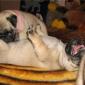 Doggy Fun
