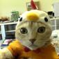 Chicken Cat