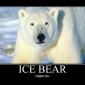 Ice Bear Judges You